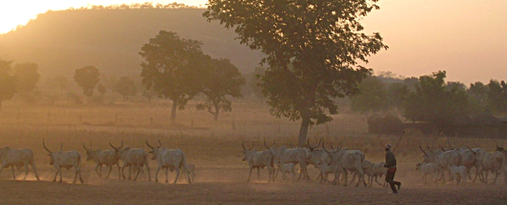 A Fulani man herds cattle in northern Cameroon