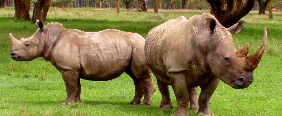 Two white rhinos (Photo: Karl Stromayer)