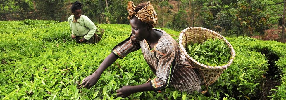 Tea pickers in Kenya's Mount Kenya.Pic by Neil Palmer