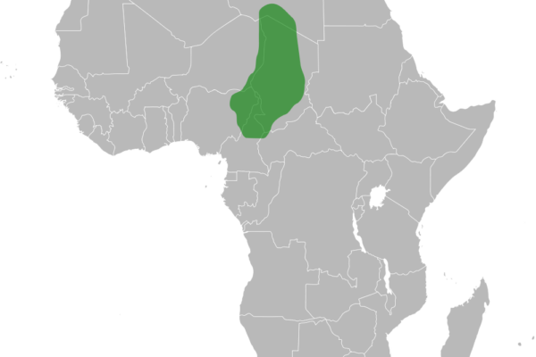 The Kanem Bornu Empire