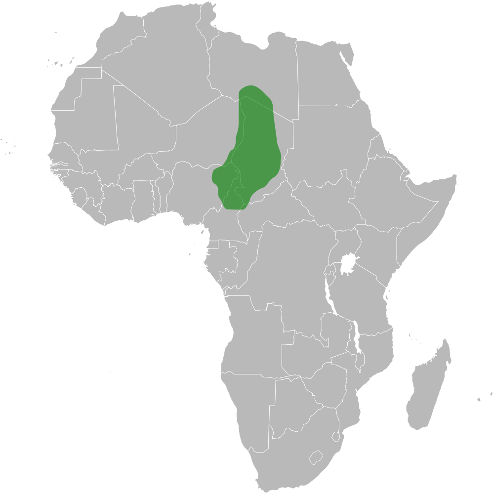 The Kanem Bornu Empire