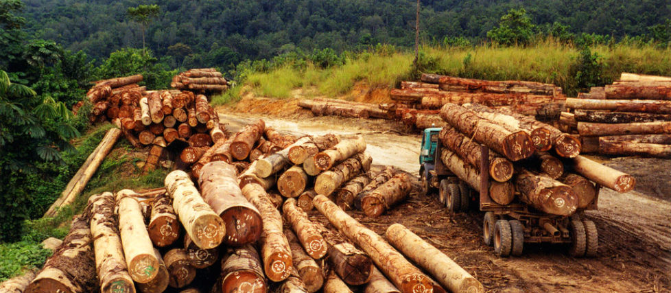 Illegal Logging and Related Trade: The Response in Cameroon – Africa ...