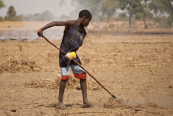 Tilling soil in Senegal. Photo: IFPRI/Milo Mitchell
