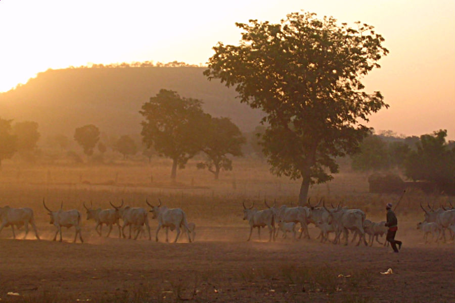 A Fulani man herds cattle in northern Cameroon