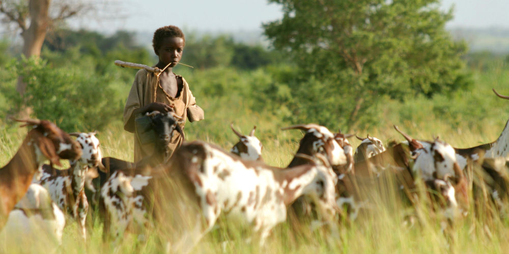 Fulani boy in Niger herds his family's animals