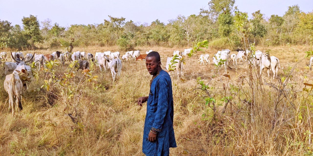 A shepherd and his herd in northern Benin (Photo: Leif Brottem)