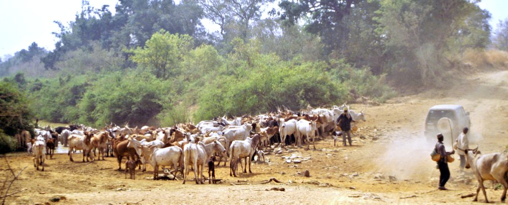 Cattle in Arli National Park, Burkina Faso near Benin.