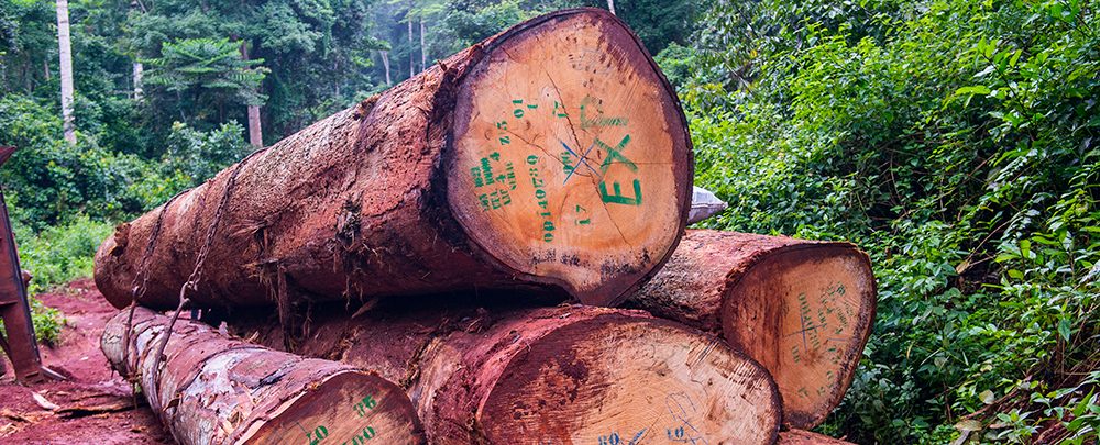 L’exploitation forestière illégale en Afrique et ses implications en matière de sécurité