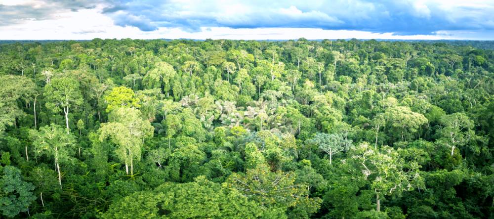 Panoramic photo of trees all the way to the horizon