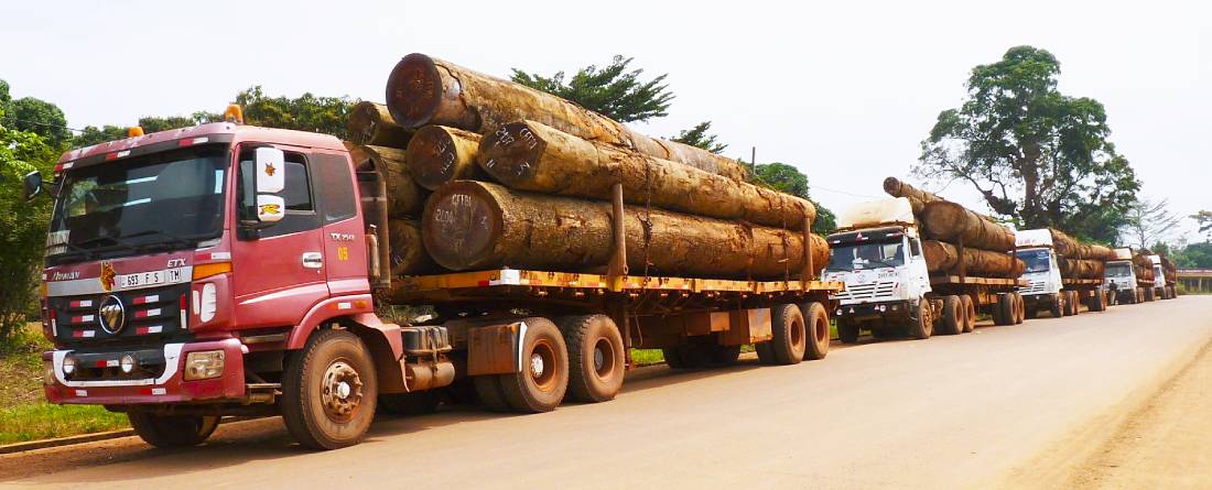 A line of trucks carrying logs, parked along the side of a road.