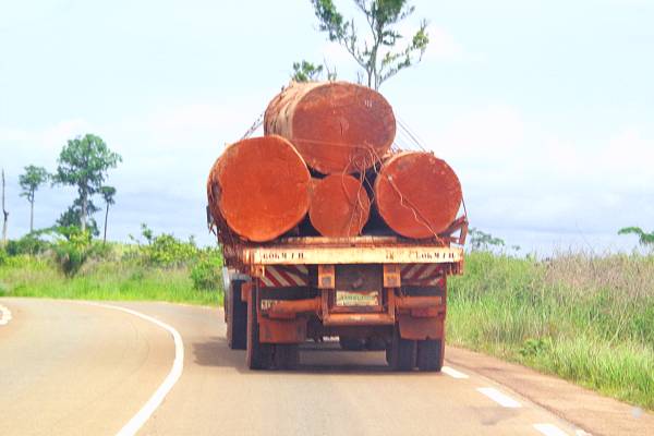 Rear view of a truck carrying four large logs, clearly missing any markings.